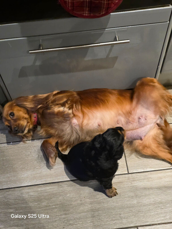3 show cocker spaniel boys