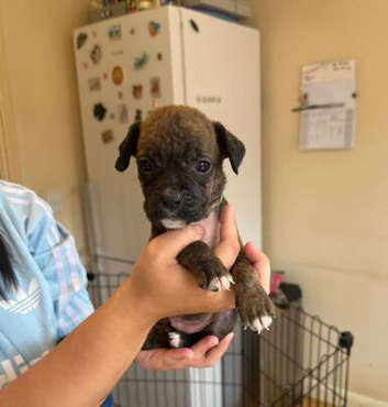 STUNNING BOXER PUPPIES LOOKING FOR LOVING HOMES