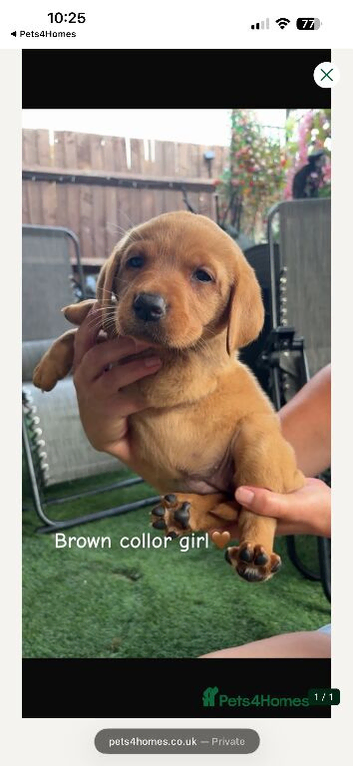 Labrador puppies