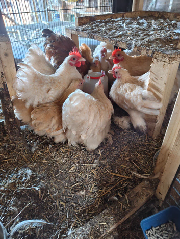Free a few different pekins male birds