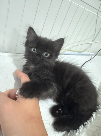 1 boy and 1 girl black kittens in swindon