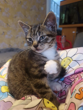Last of the litter absolutely amazing little boy