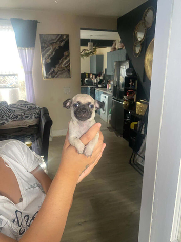 Beautiful grey Chihuahua puppies