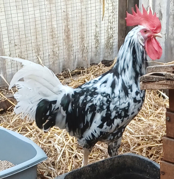 Exchequer leghorn trio
