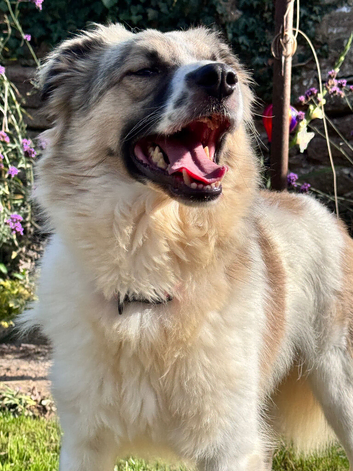 Beautiful Pip