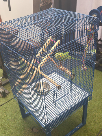 indian ringneck