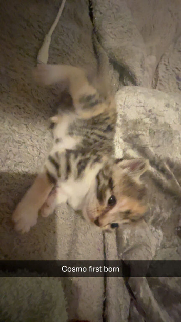 Beautiful kittens looking for their homes!