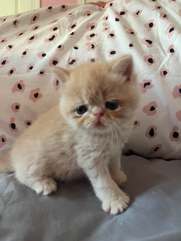 GCCF Registered Exotic kittens