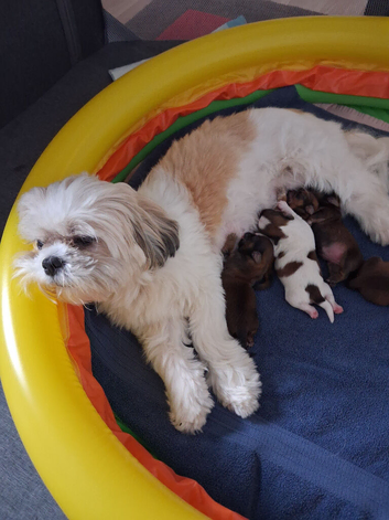 Shihtzu puppies