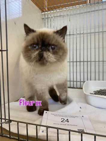 READY NOW! Super GCCF Registered Kittens - &pound;950