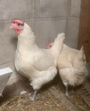 Purebred La Bresse Gauloise Laying hens