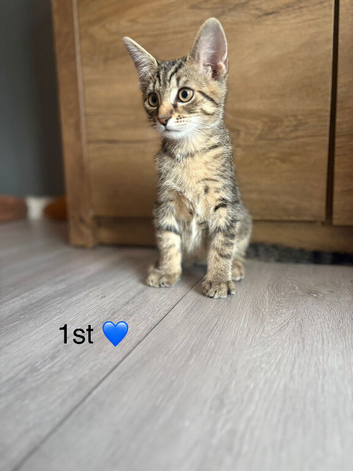 6 kittens available bengalxtabi