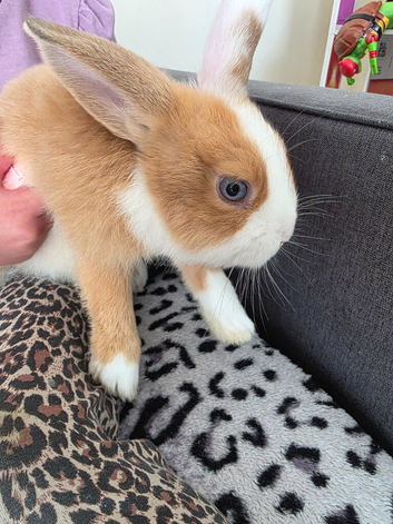 Bunnies