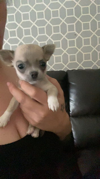 Beautiful chihuahua puppies