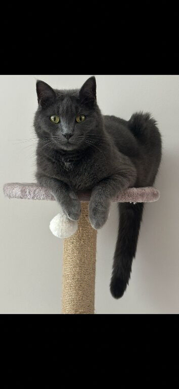 Grey male cat 4 years old