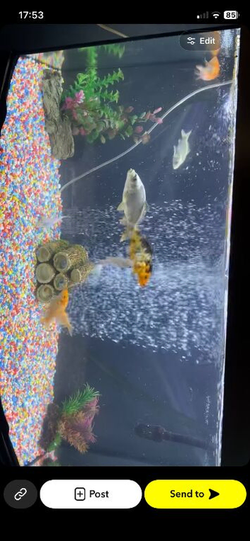 Koi koi