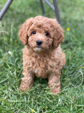 Premium F1b Cavapoo Puppies &ndash; Health Tested Parents &ndash; Top Bloodline &ndash; DUE END OF MAY