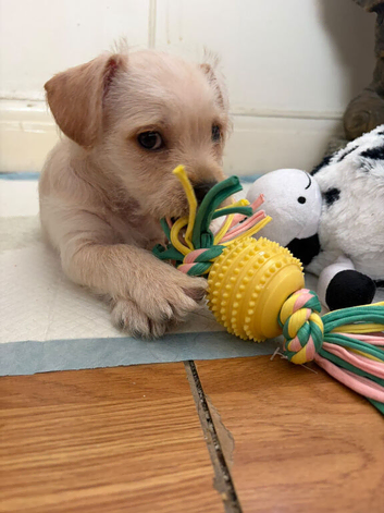 Shih-tzu cross Terrier