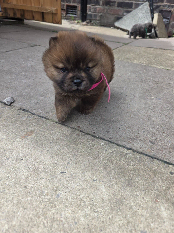 CHOW CHOW PUPPIES