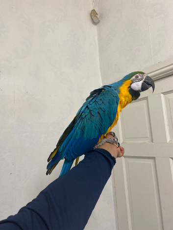 Young silly tame blue and gold macaw