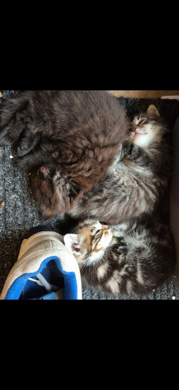 Kittens x3 2x left