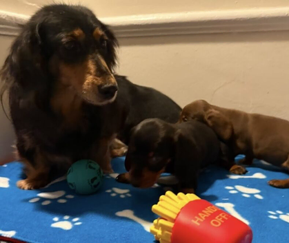 Long and short haired mini dachshund pups