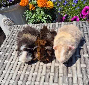 Baby Guinea Pigs Funky Teddy Crested