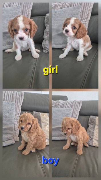LAST 2 F1 Cavapoo - READY NOW