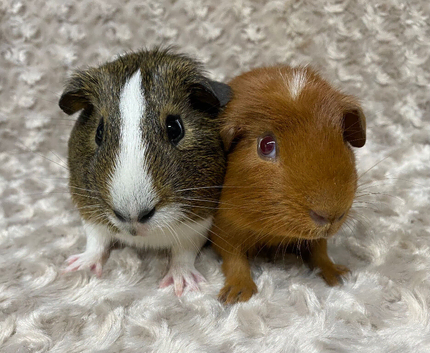 Pair of Gorgeous Guinea Pigs. Available now