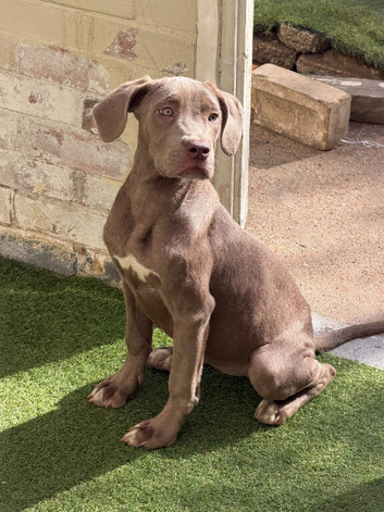 Cane Corso pups for sale