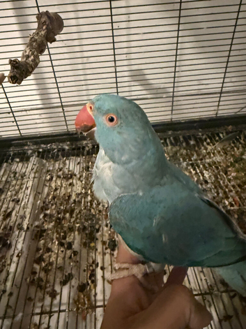 Tame female ringneck