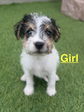 Jack Russell puppies !!!