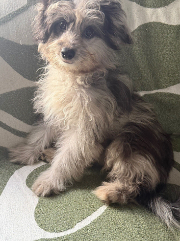 1 POMAPOO GIRL LEFT