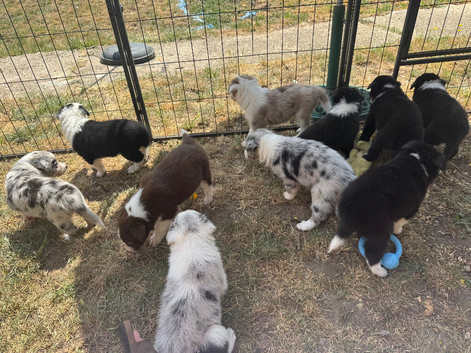 Border collie puppies