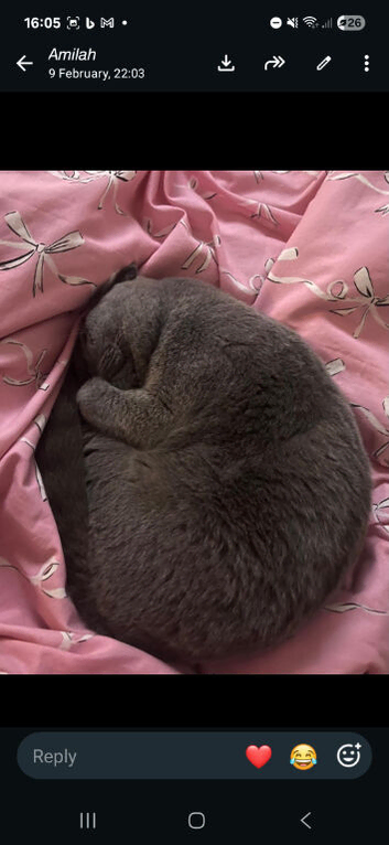 Beautiful british Shorthair cat
