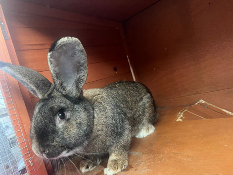 Flemish giant