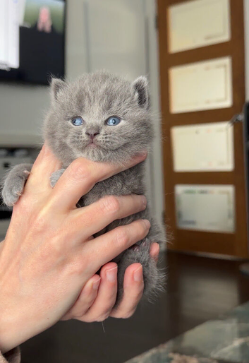 GCCF registered blue male kitten