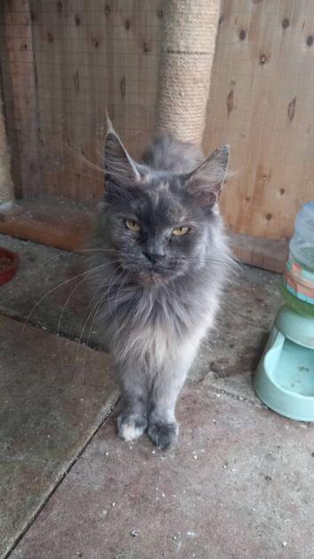 3 years old female