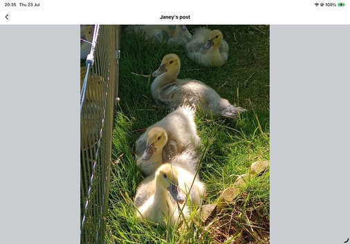 Muscovy Duck and Ducklings Free Central Scotland