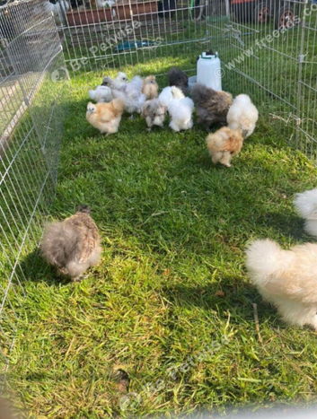 Silkie growers