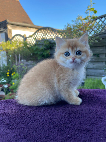 Beautiful Golden & Golden Colourpointed Kittens
