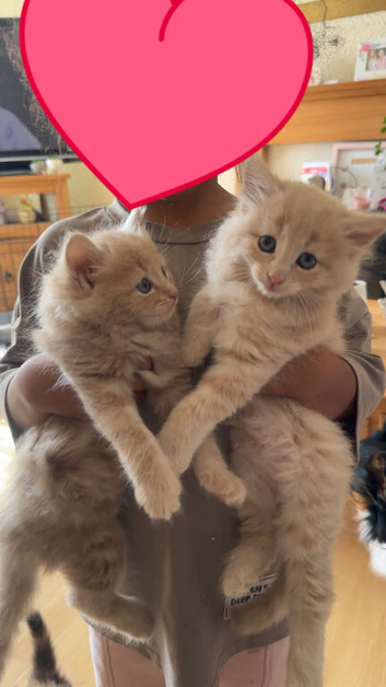 Beautiful kittens