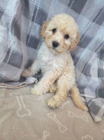 1 left! beautiful cavachon X cockapoo puppies