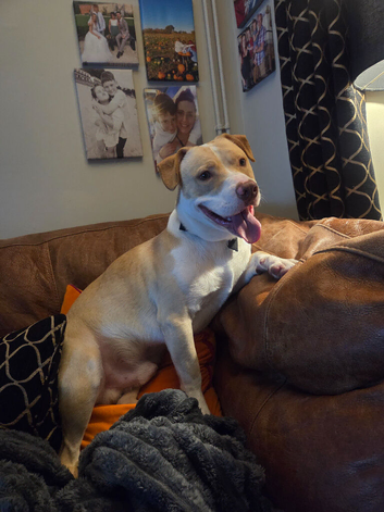 Lovely boy looking for new home