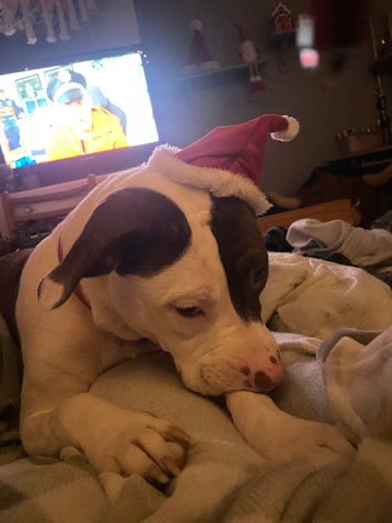 Beautiful playful dog for sale