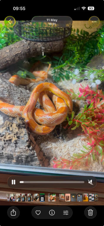 2 corn snakes with full enclosure each.