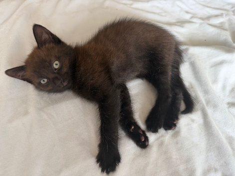 Two Male Kittens | Born on June 2 | Looking for Loving Homes