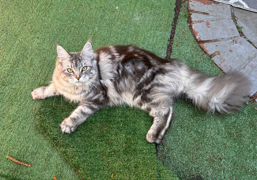 Sad rehoming for my grey tabby main coon