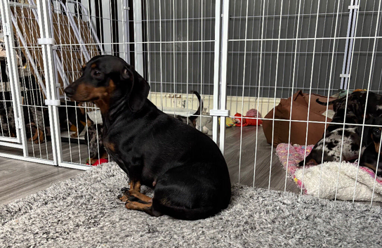 Miniature Dachshund Puppies &ndash; Ready For Their Forever Homes!