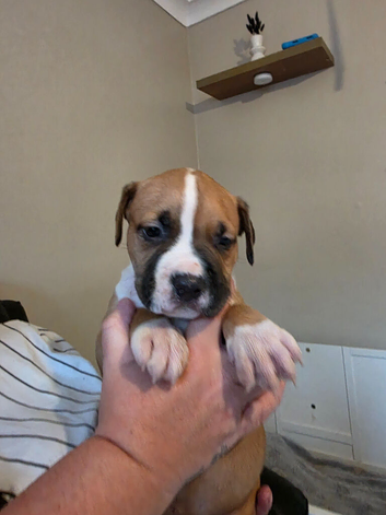 2 puppies ready 1 girl 2 boys